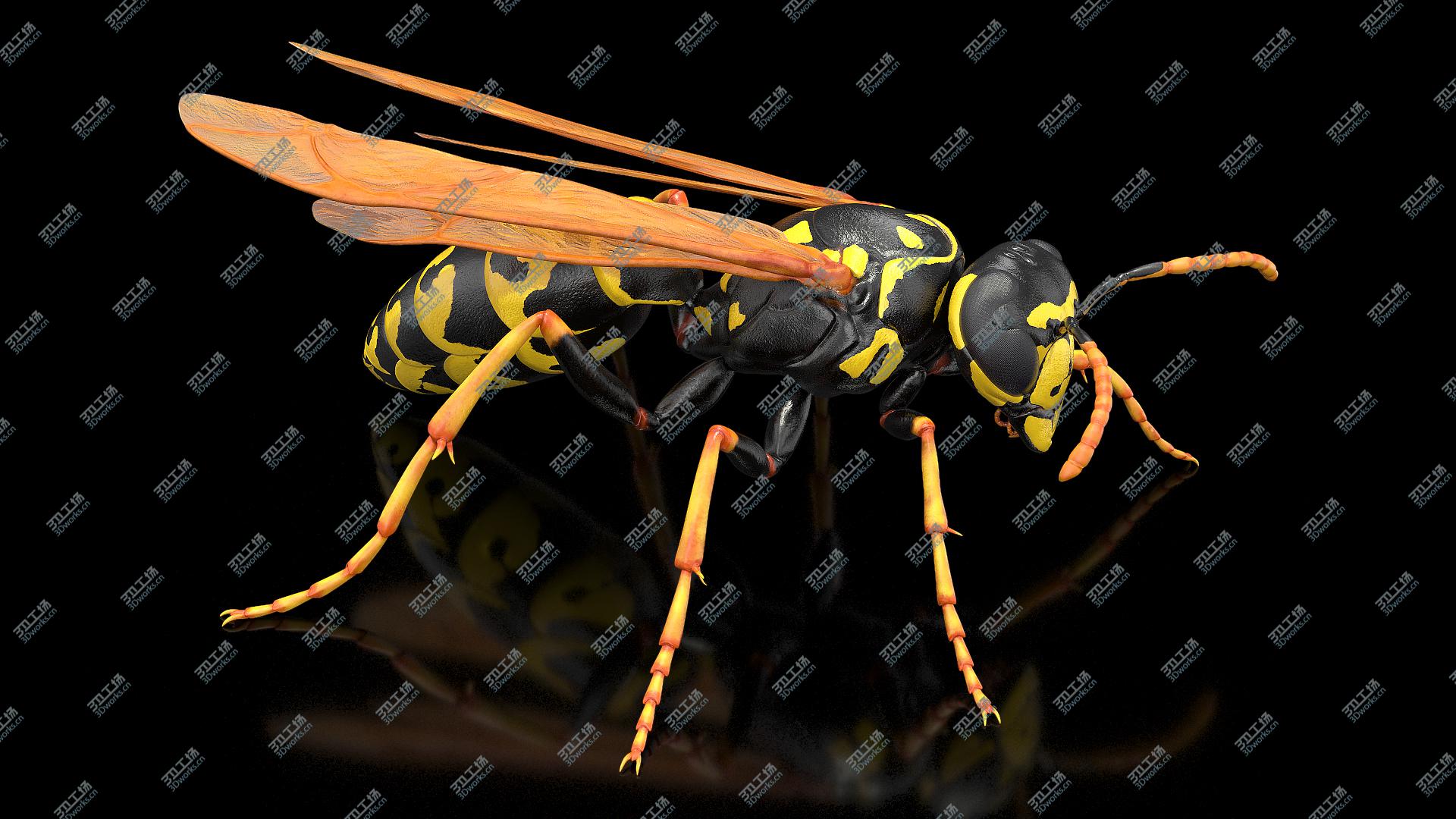 images/goods_img/202104093/3D Paper Wasp Standing Pose/4.jpg